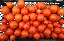 томат салатный 2018